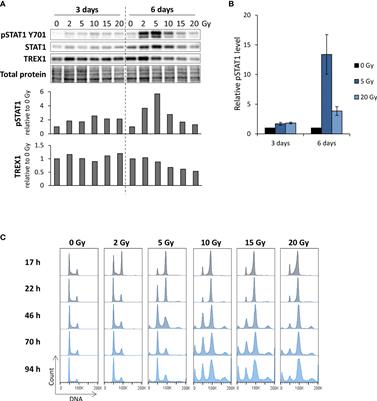 Caspase activation counteracts interferon signaling after G2 checkpoint abrogation by ATR inhibition in irradiated human cancer cells